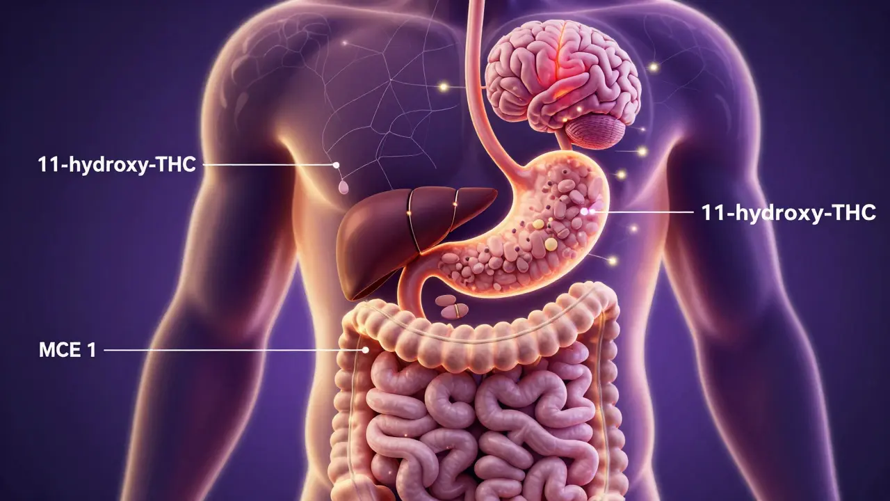 Umělecké znázornění metabolismu THC v těle od trávení až po působení na mozek.