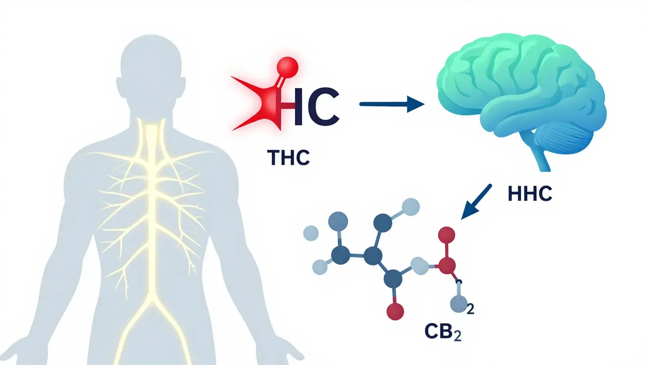 Ilustrace působení HHC na endokannabionoidní systém